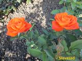  Super Trouper (Мультифлора)